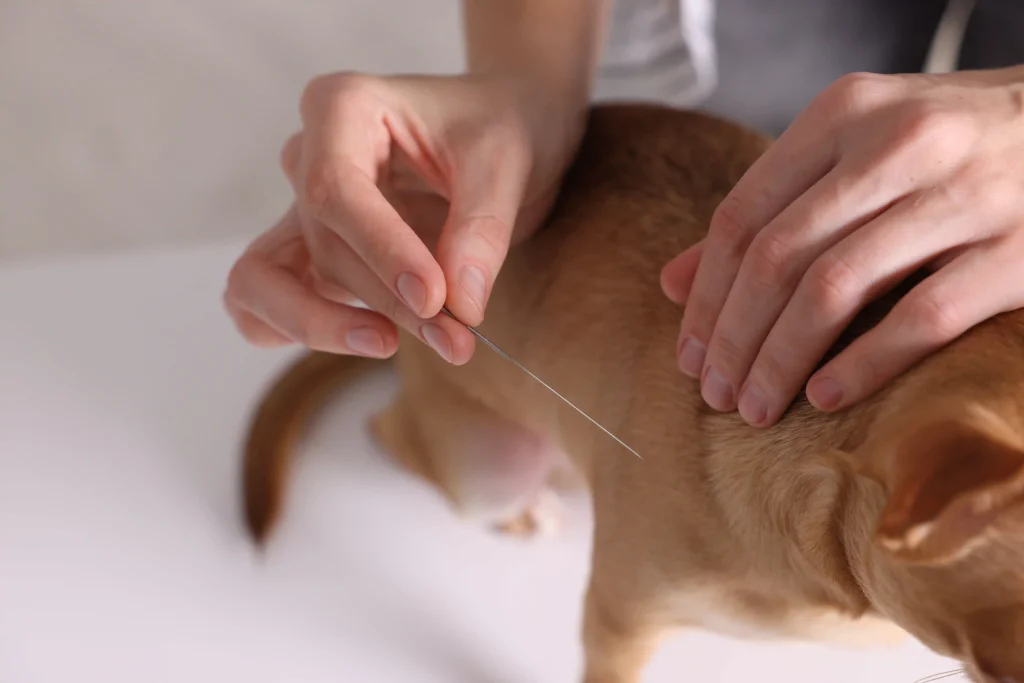 exploring pet acupuncture therapy